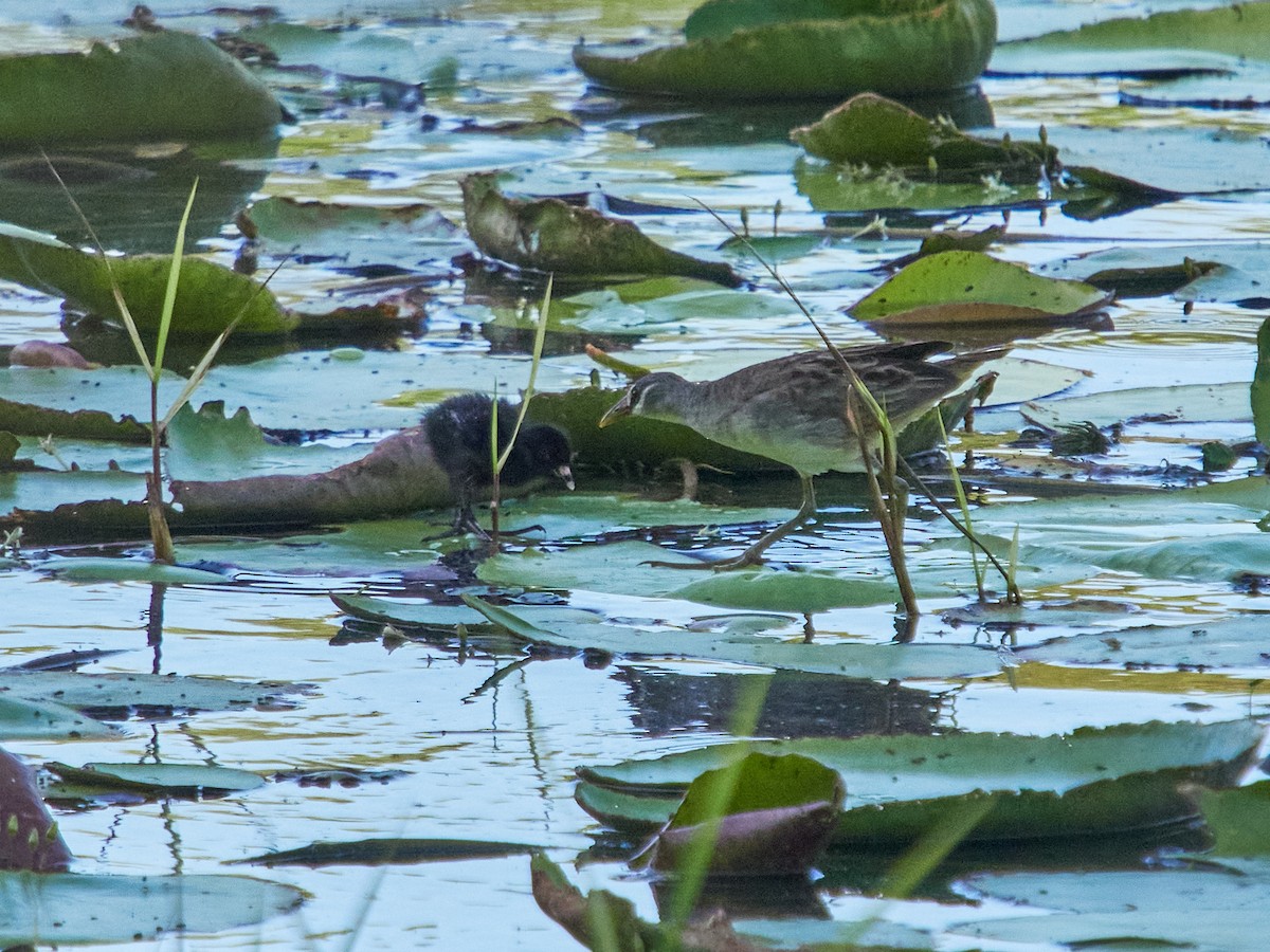 White-browed Crake - ML646441964
