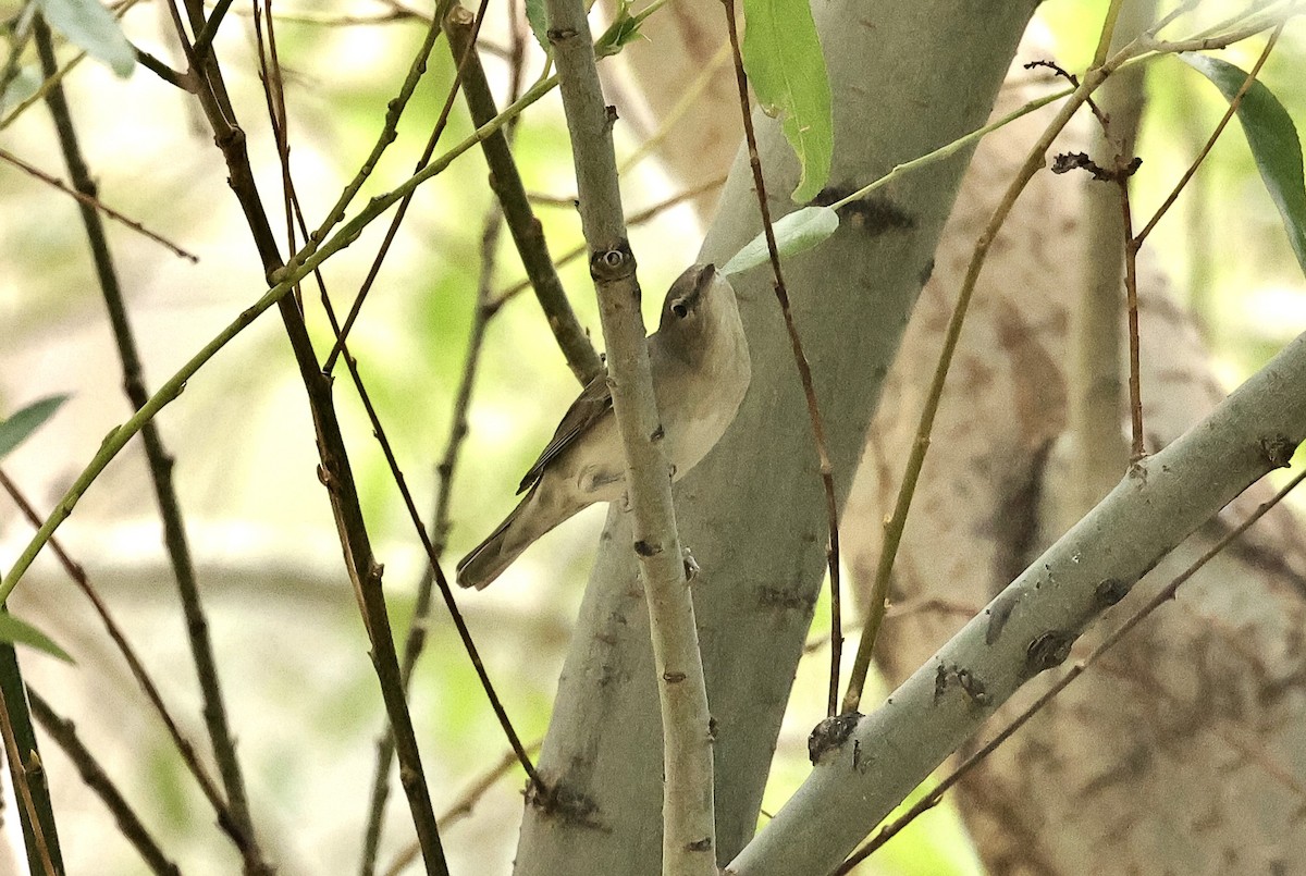 Garden Warbler - ML646441965