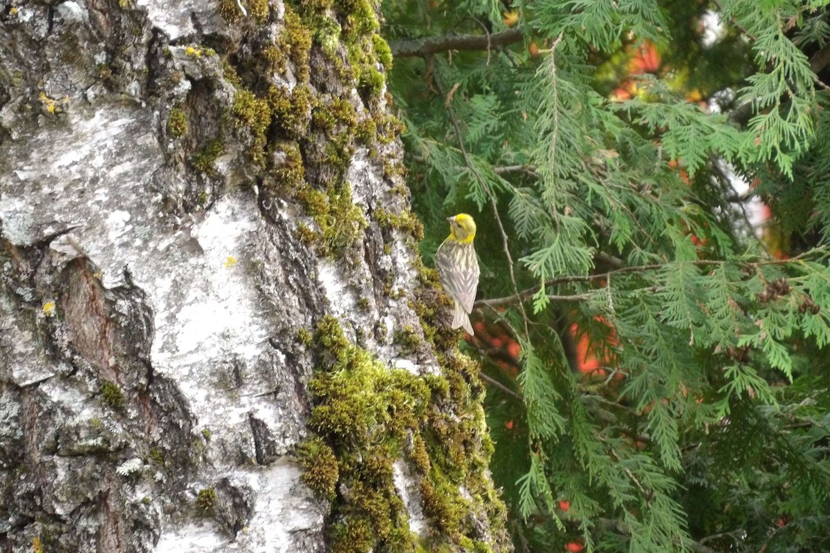 בזבוז אירופי - ML646441969