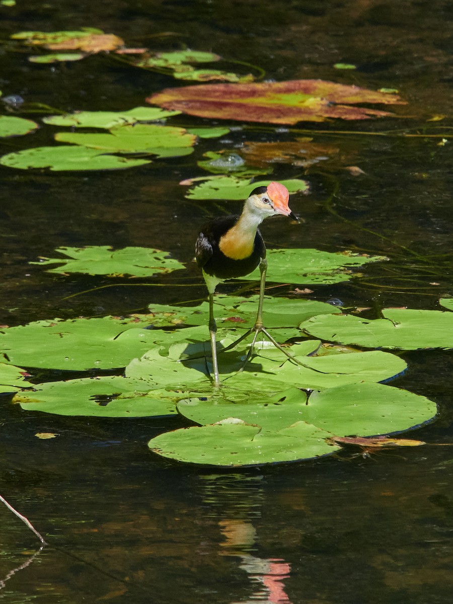 Comb-crested Jacana - ML646441970
