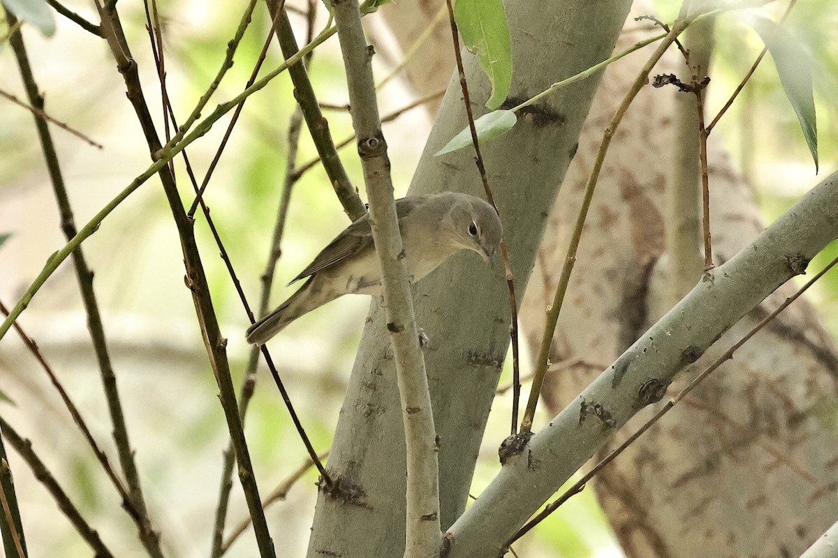 Garden Warbler - ML646441972