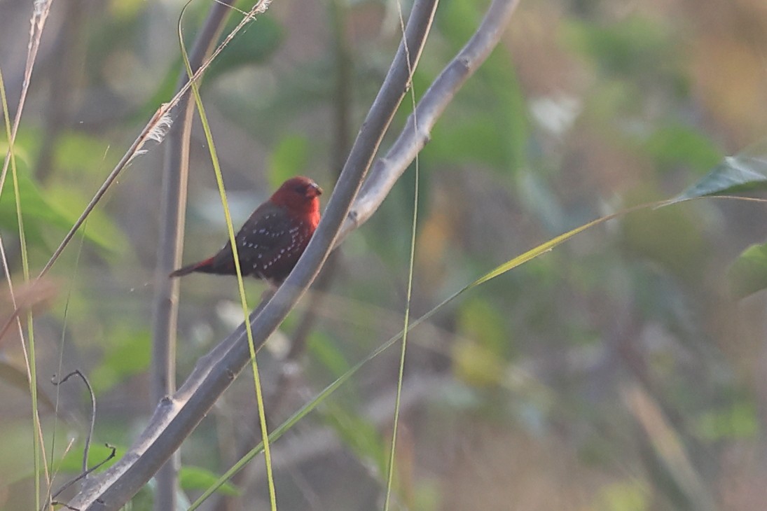 Red Avadavat - ML646441974