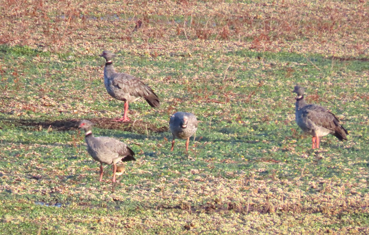 čája obojková - ML646441975