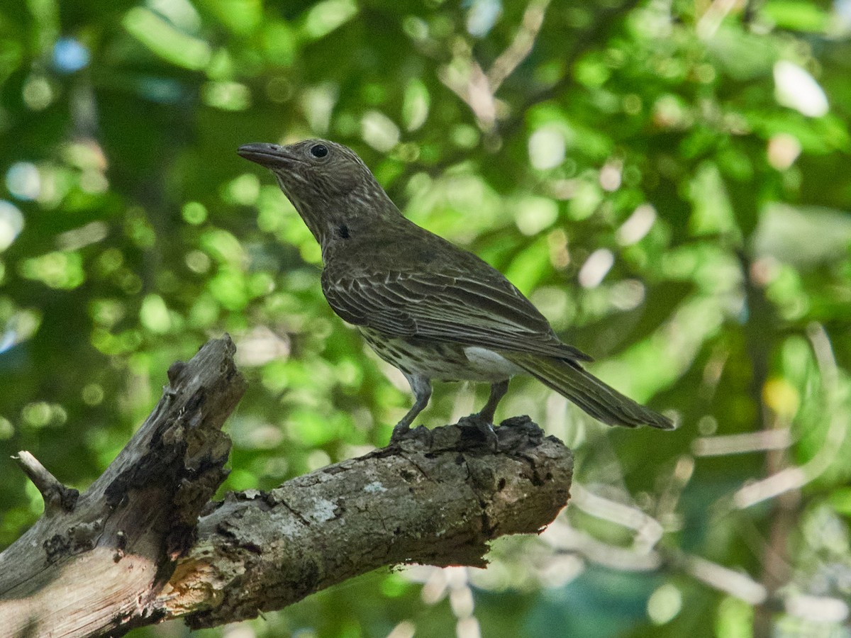 Australasian Figbird - ML646441976