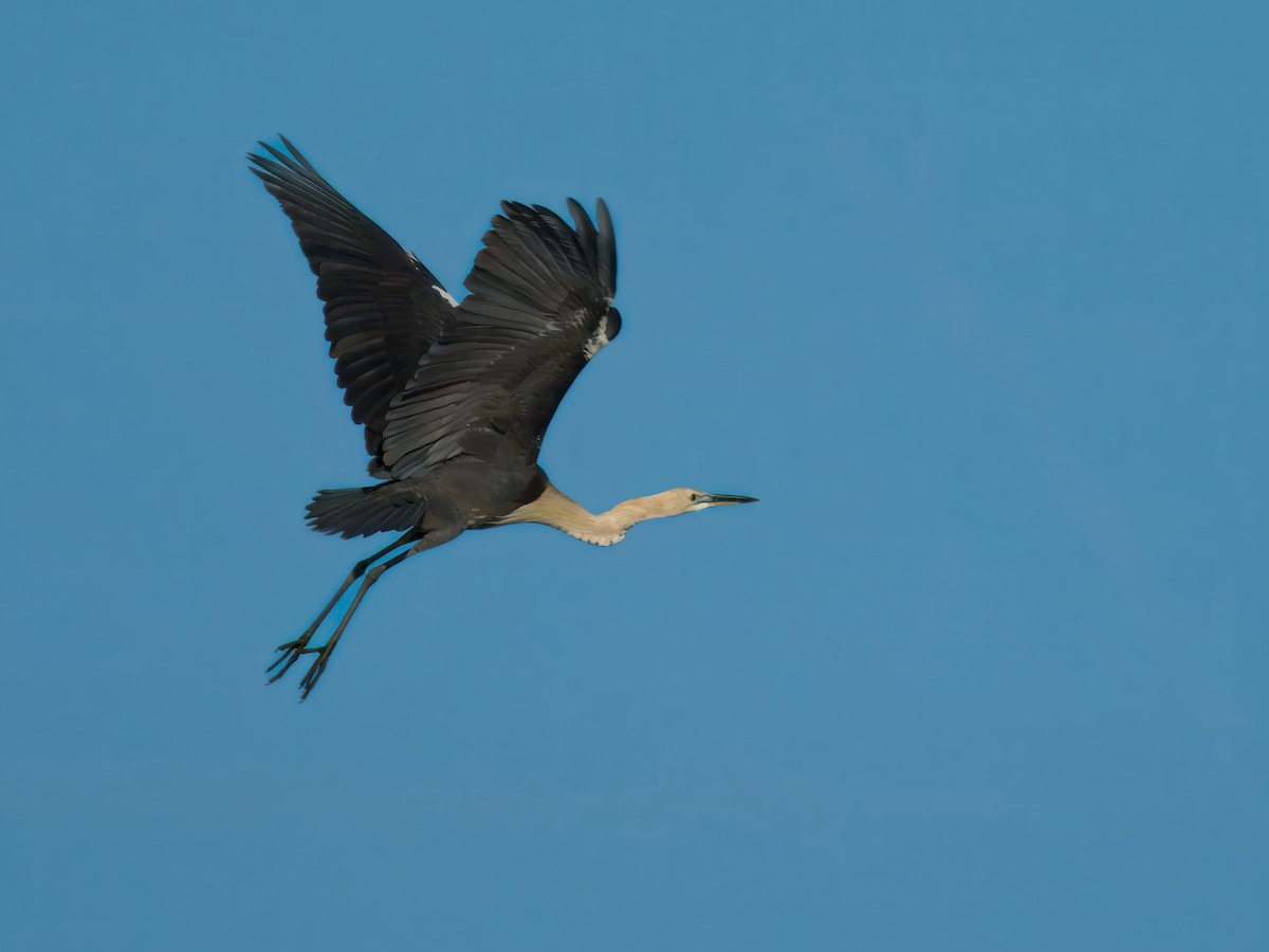 Pacific Heron - ML646441977