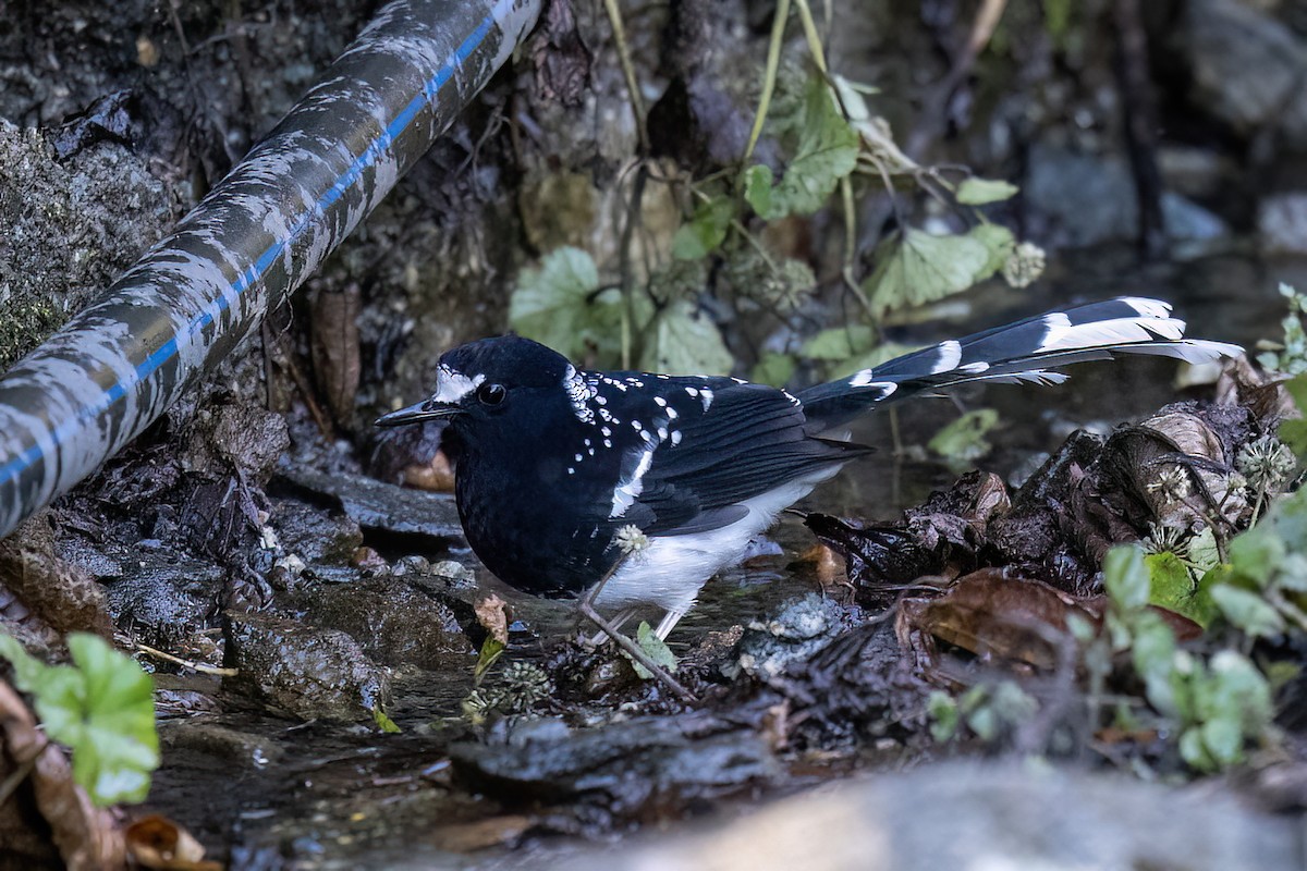 Spotted Forktail - ML646441979
