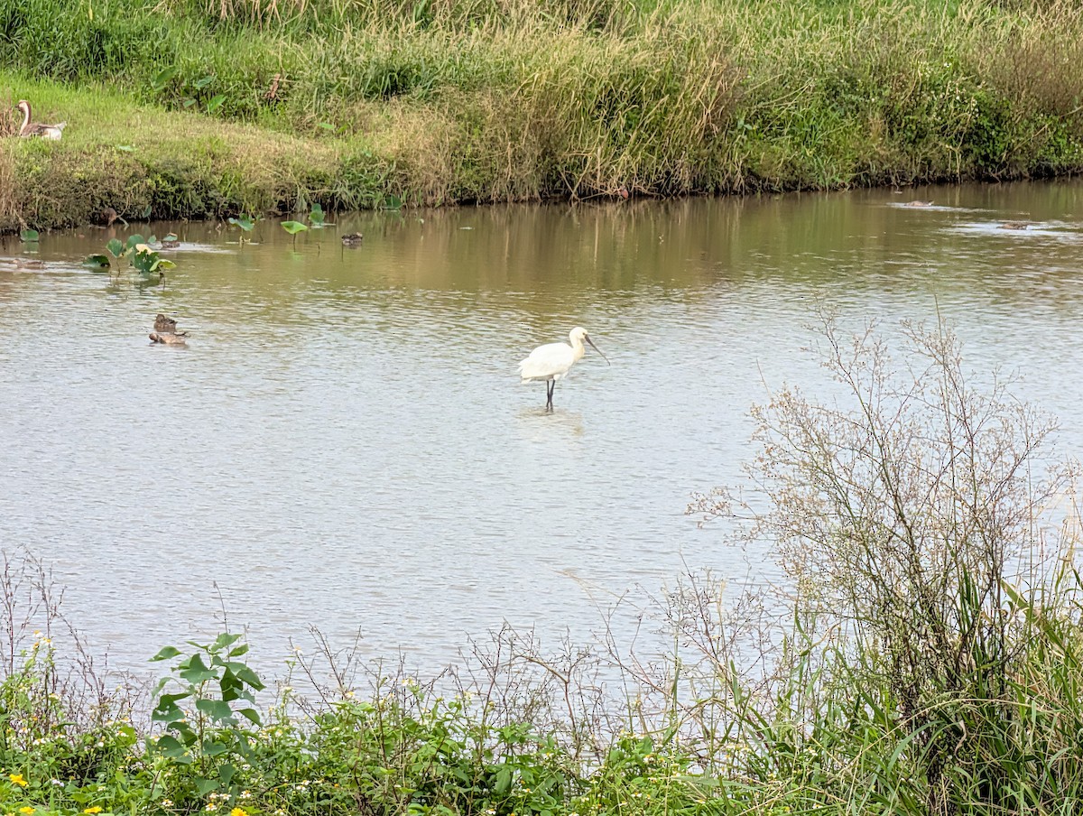 Eurasian Spoonbill - ML646441980