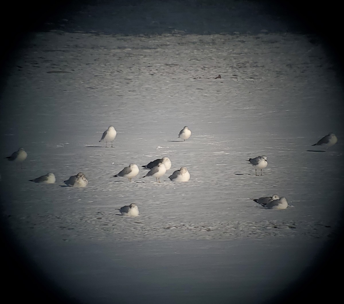 Lesser Black-backed Gull - ML646441981
