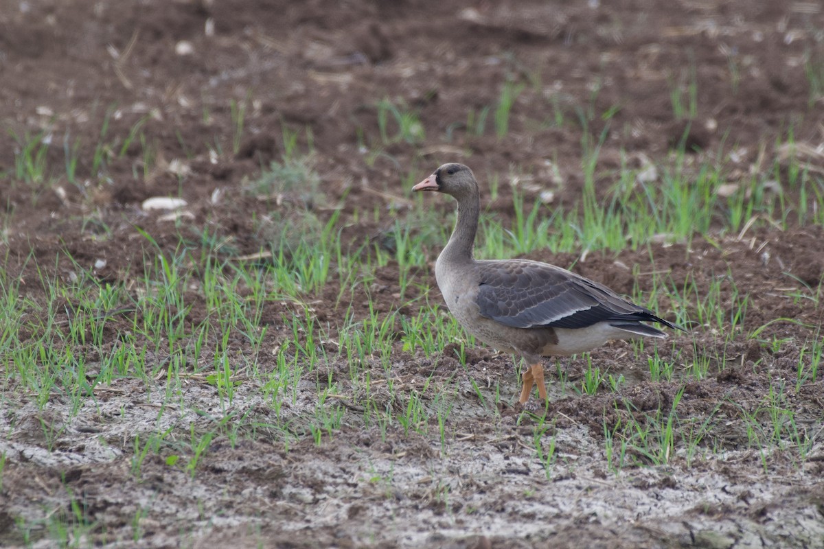 Greater White-fronted Goose - ML646441982