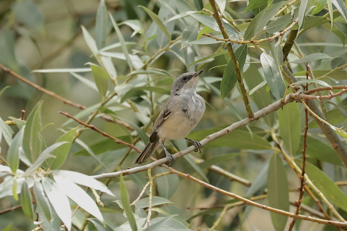 Lesser Whitethroat - ML646441986