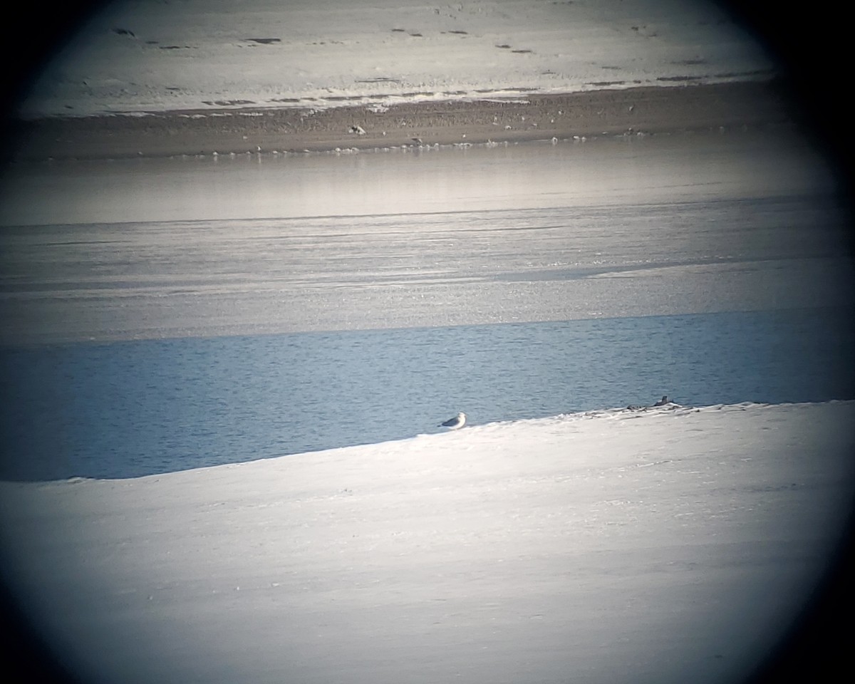 Lesser Black-backed Gull - ML646441987