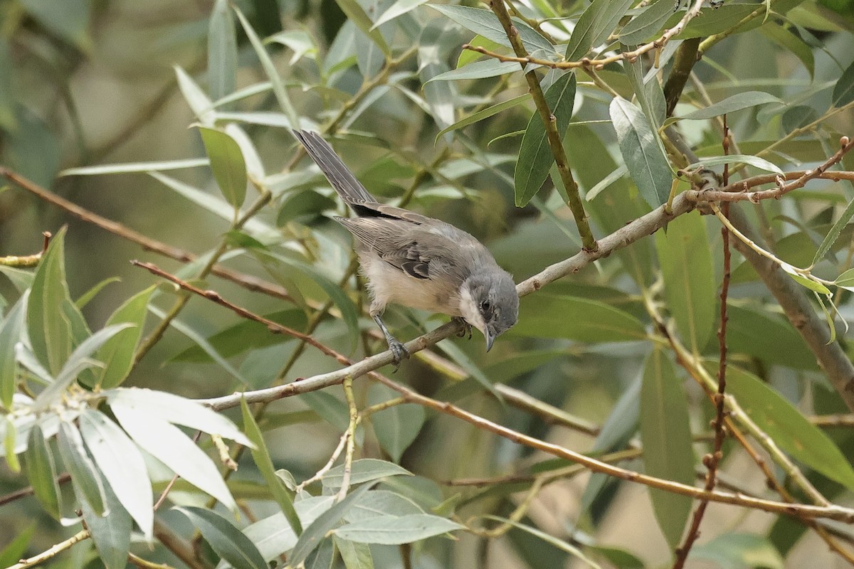 Lesser Whitethroat - ML646441988