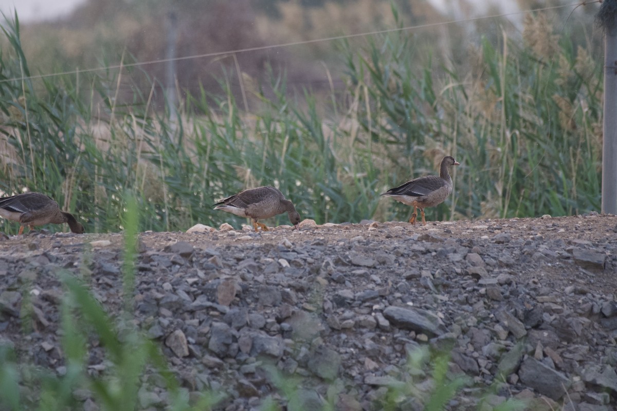 Greater White-fronted Goose - ML646441989