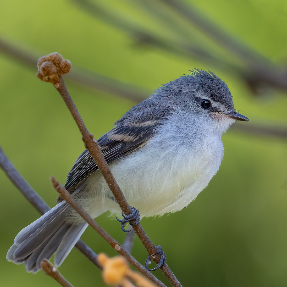 White-crested Tyrannulet - ML646441990
