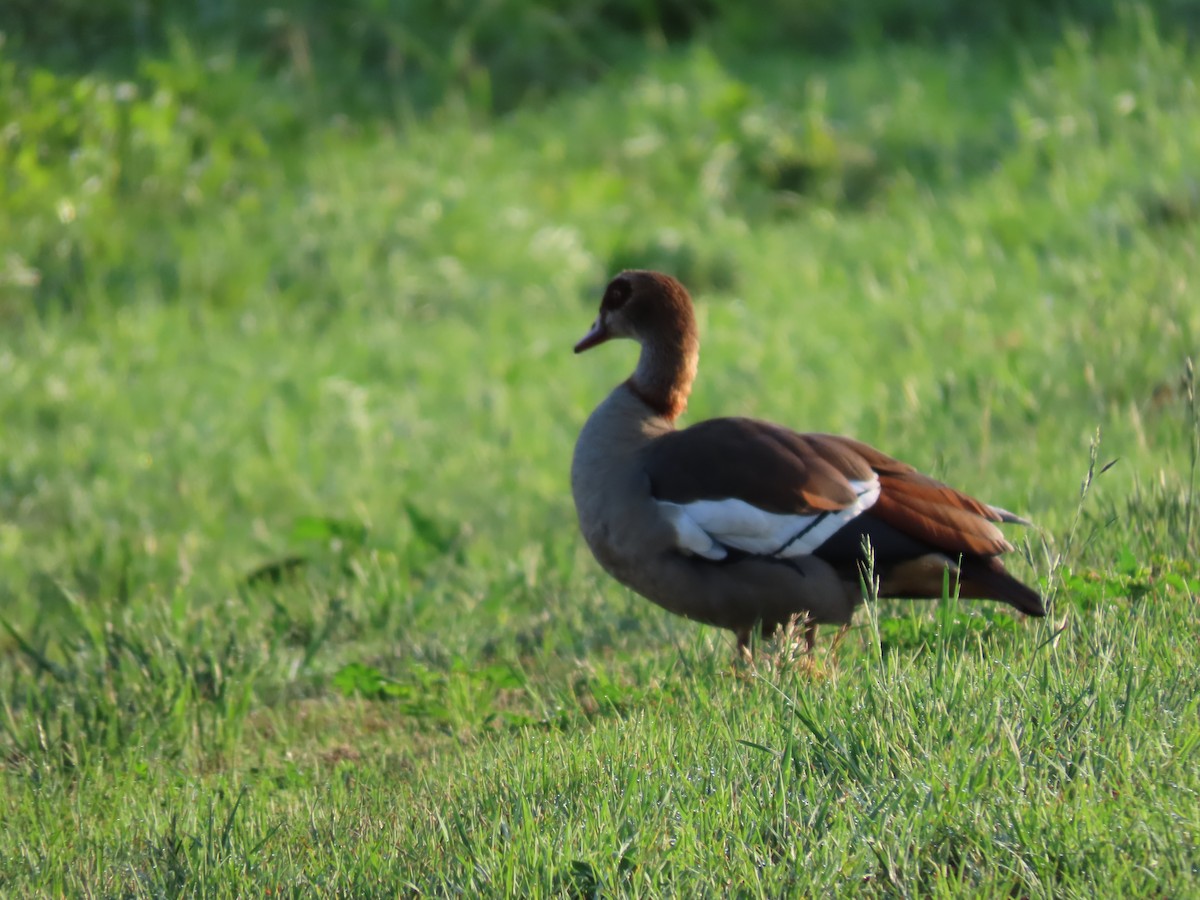 Nil Kazı - ML646441992