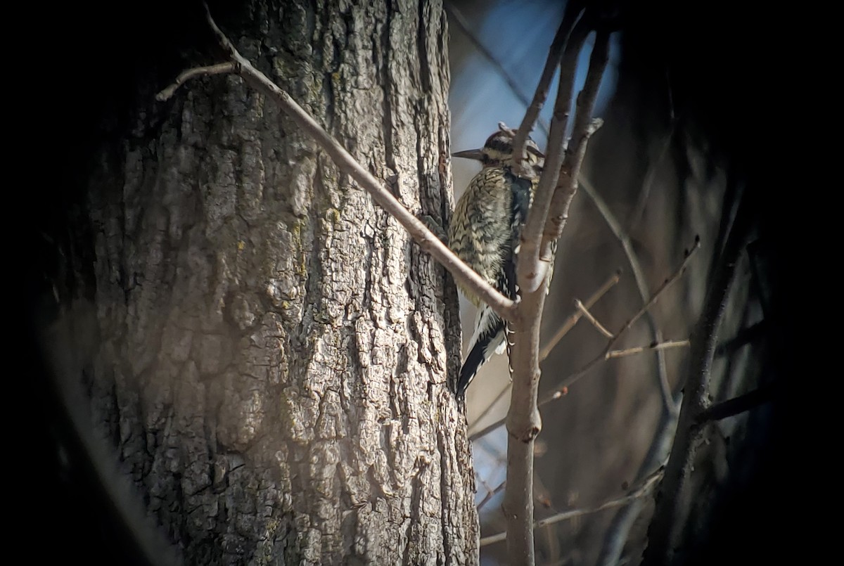 Yellow-bellied Sapsucker - ML646441994