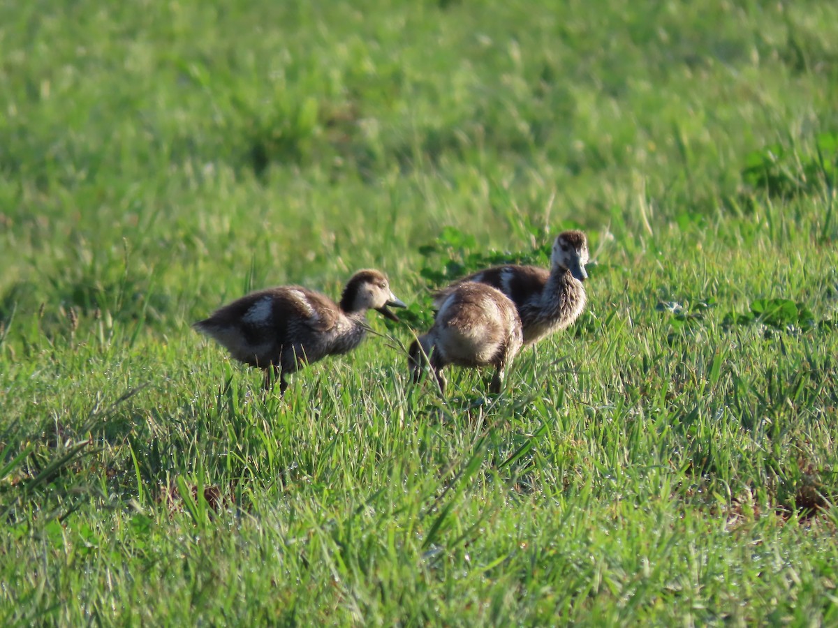 Nil Kazı - ML646441995