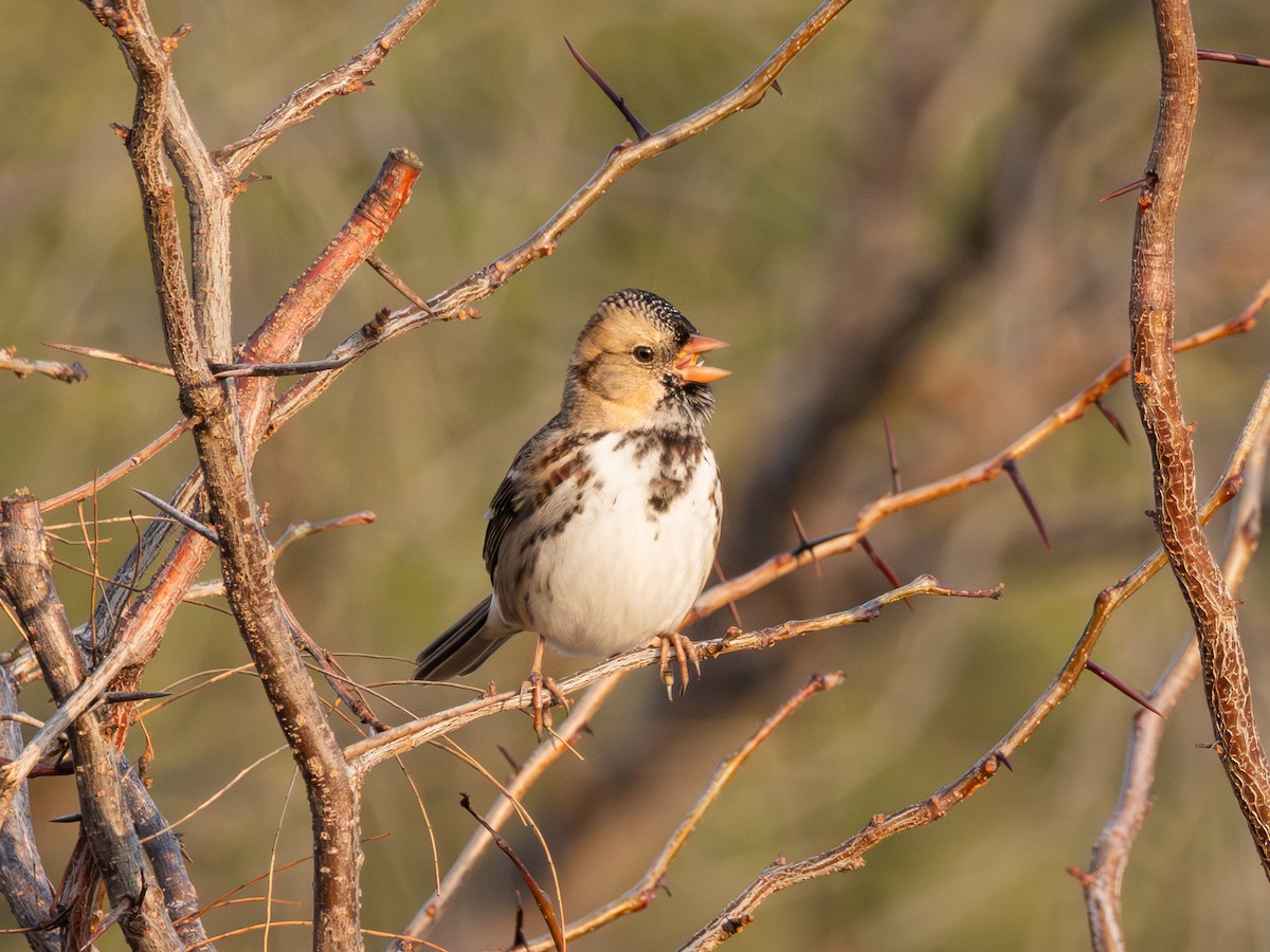 Harris's Sparrow - ML646441997