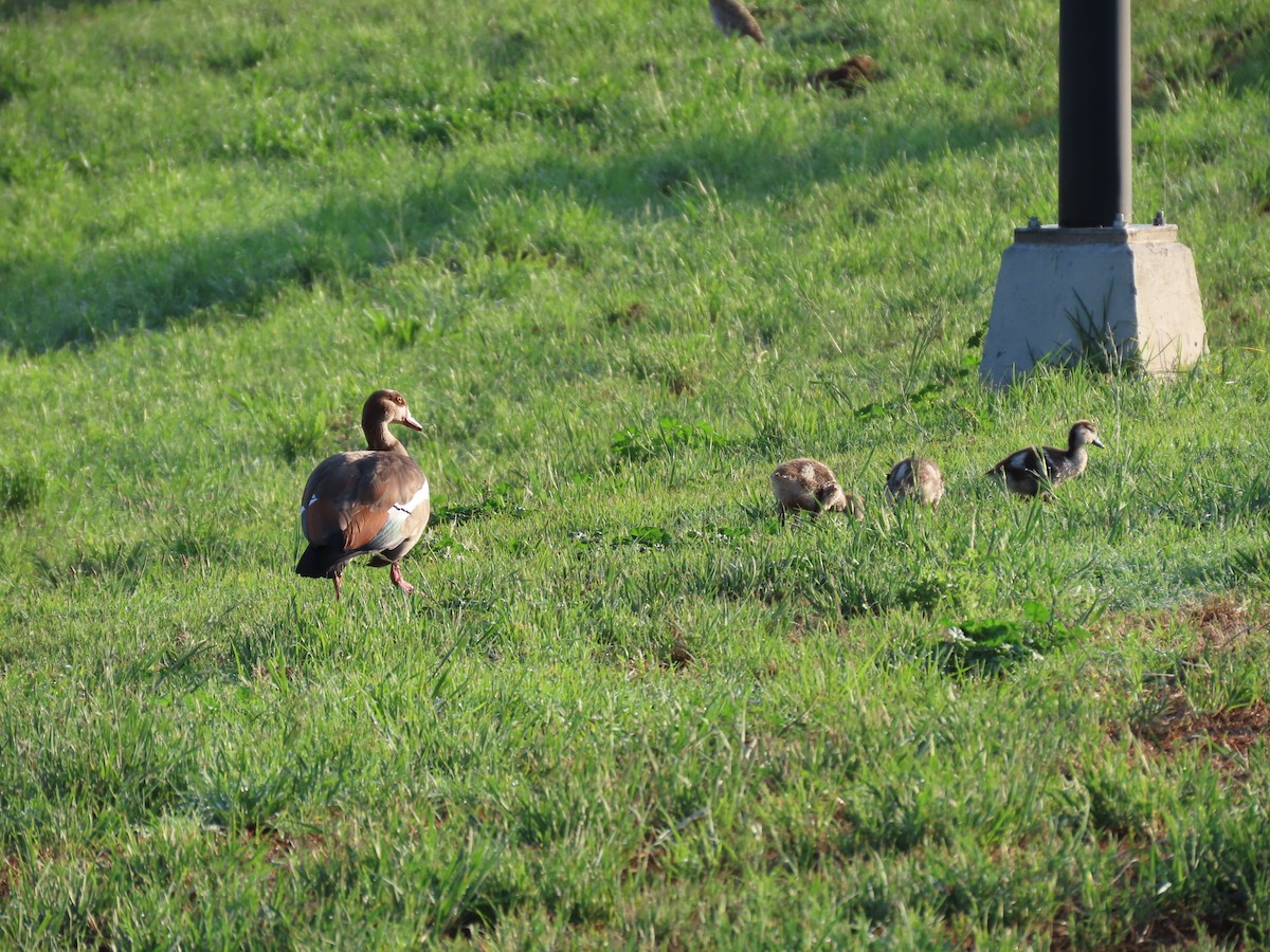 Nil Kazı - ML646441998