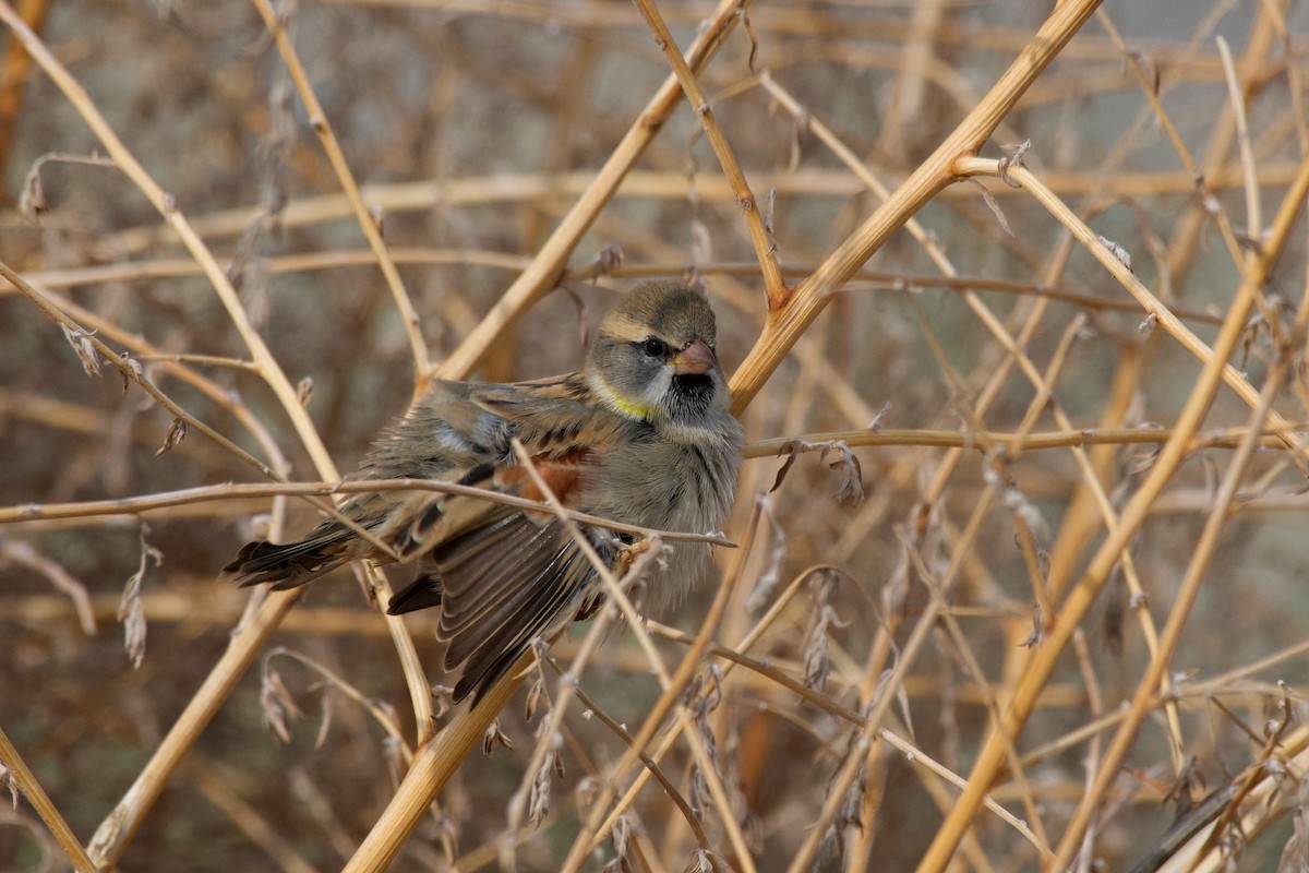 Dead Sea Sparrow - ML646441999
