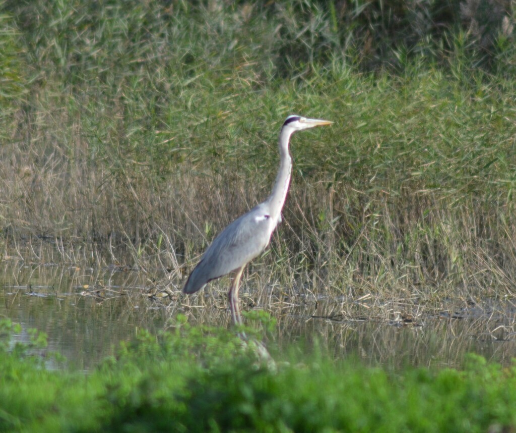 Gray Heron - ML646442000