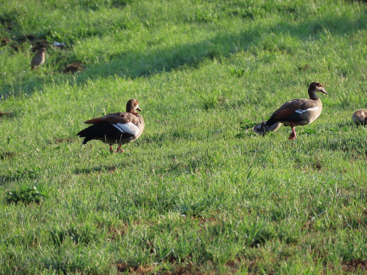 Nil Kazı - ML646442003