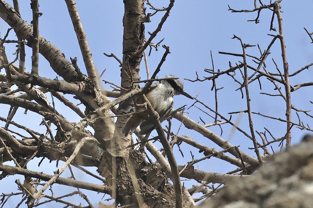 Eastern Rock Nuthatch - ML646442004