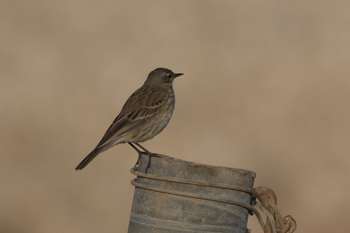 Water Pipit - ML646442005