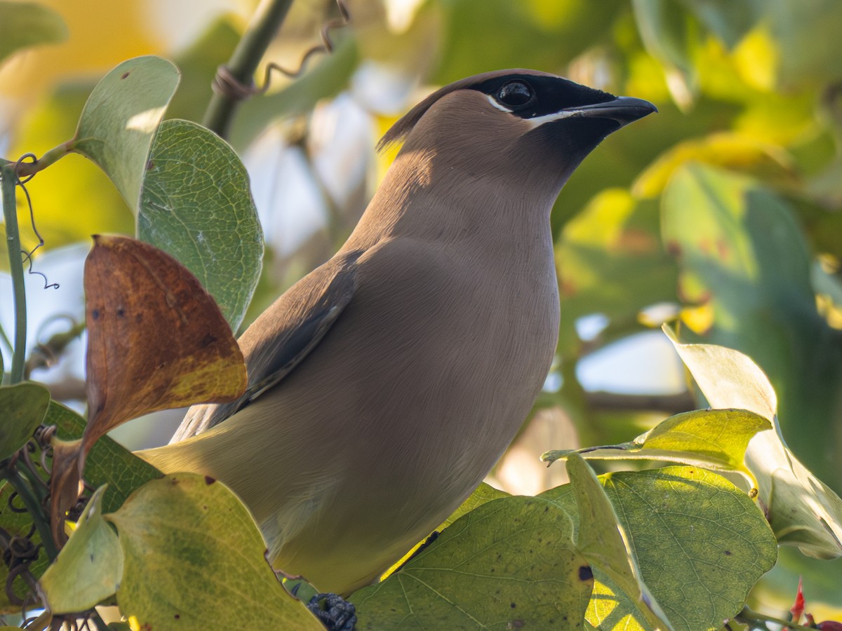 Cedar Waxwing - ML646442006