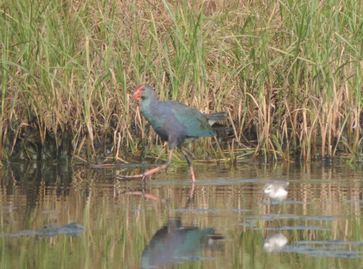 ハイガシラセイケイ - ML646442008