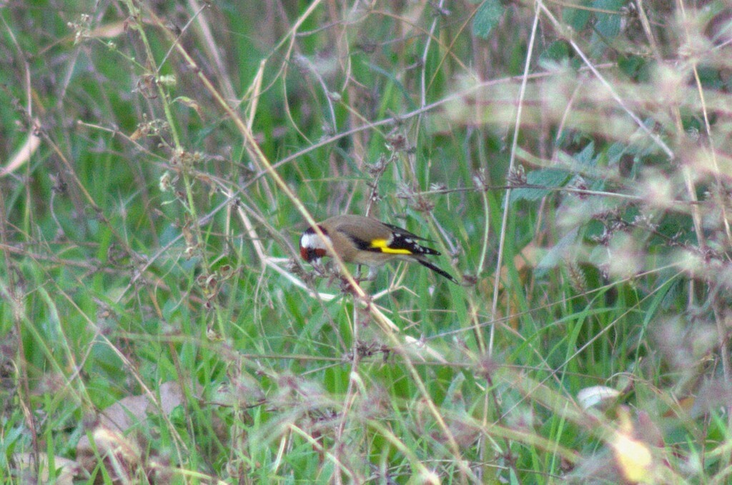 European Goldfinch - ML646442010