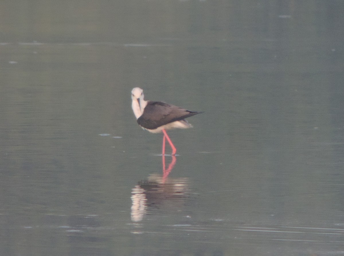 セイタカシギ - ML646442015