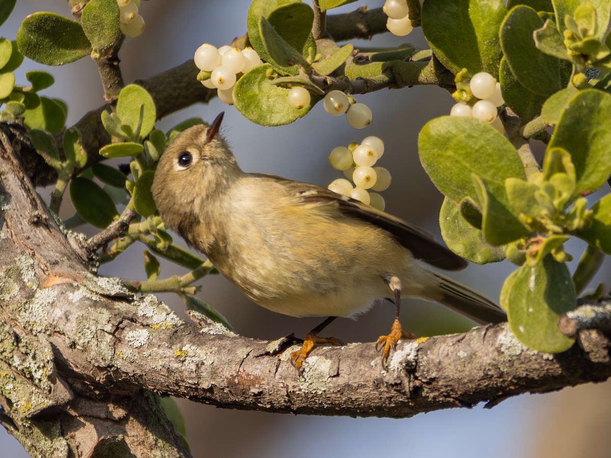 Ruby-crowned Kinglet - ML646442016