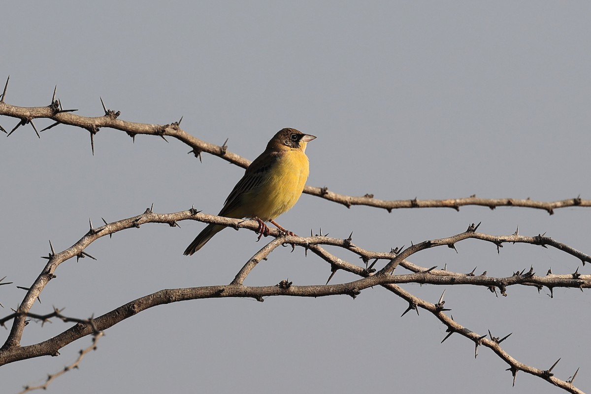 黑頭鵐 - ML646442018