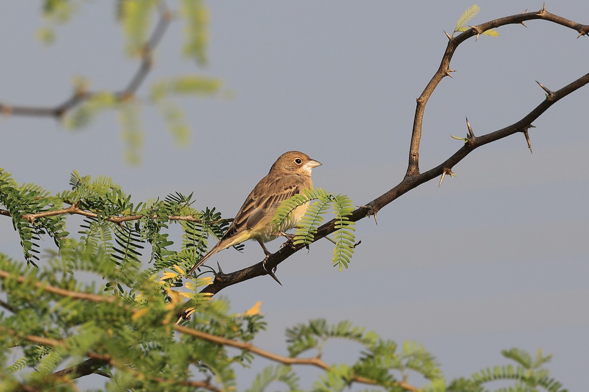 黑頭鵐 - ML646442019