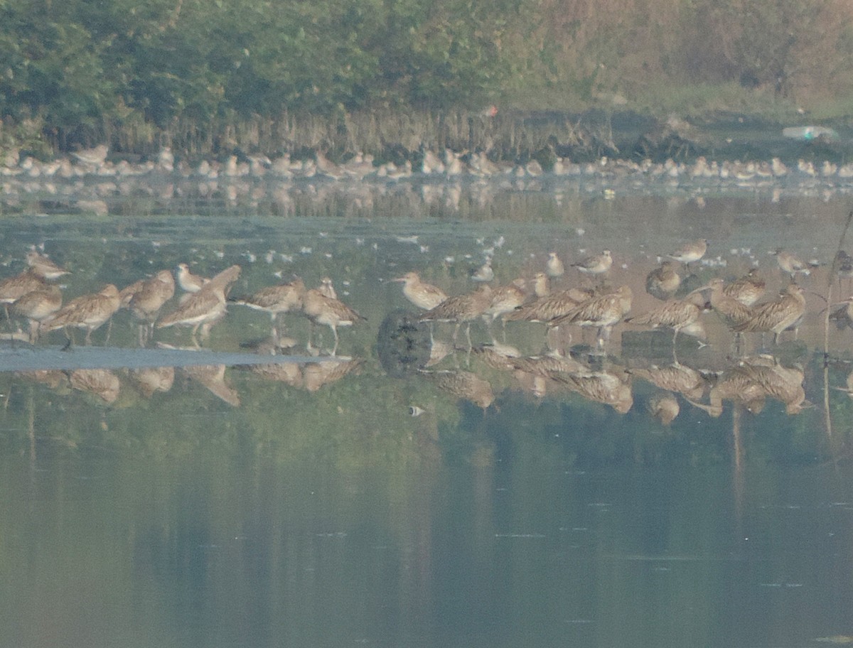 ダイシャクシギ - ML646442022