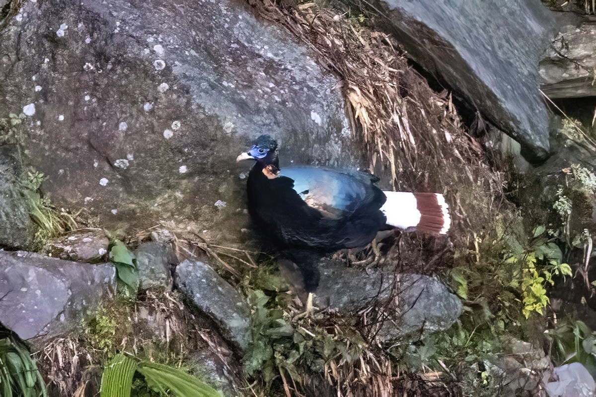 Sclater's Monal - ML646442023