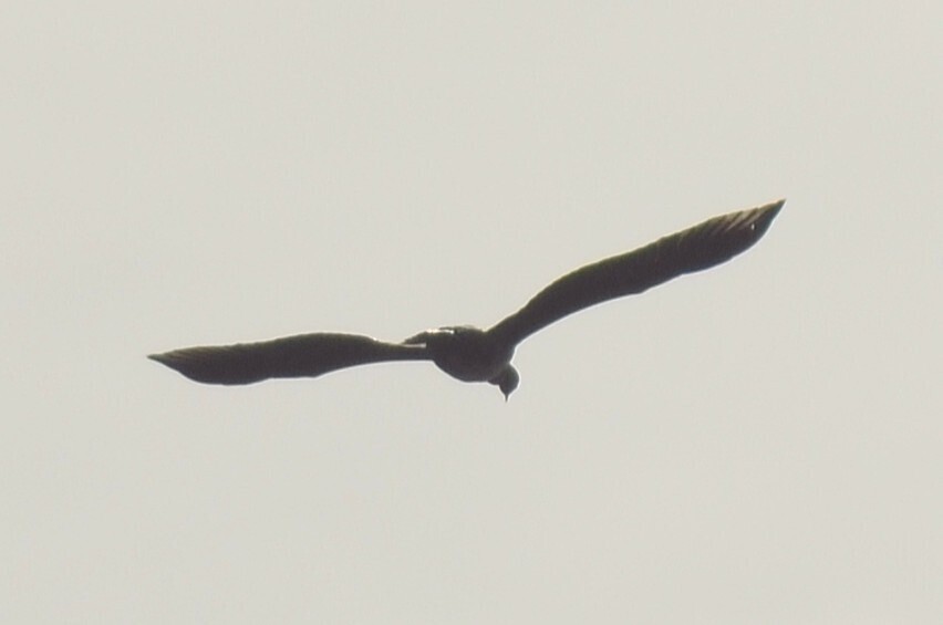 Pygmy Cormorant - ML646442024