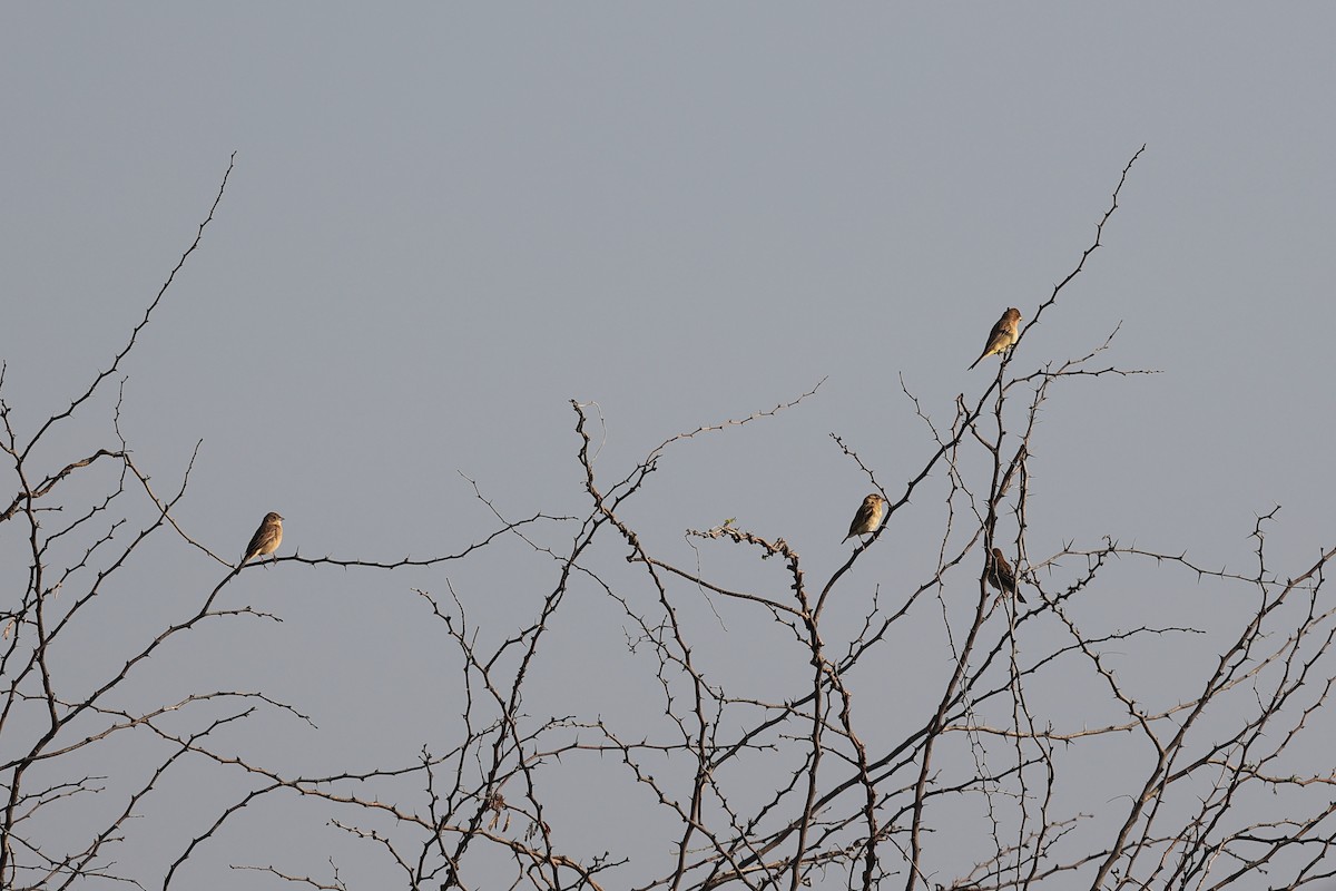 褐頭鵐 - ML646442025