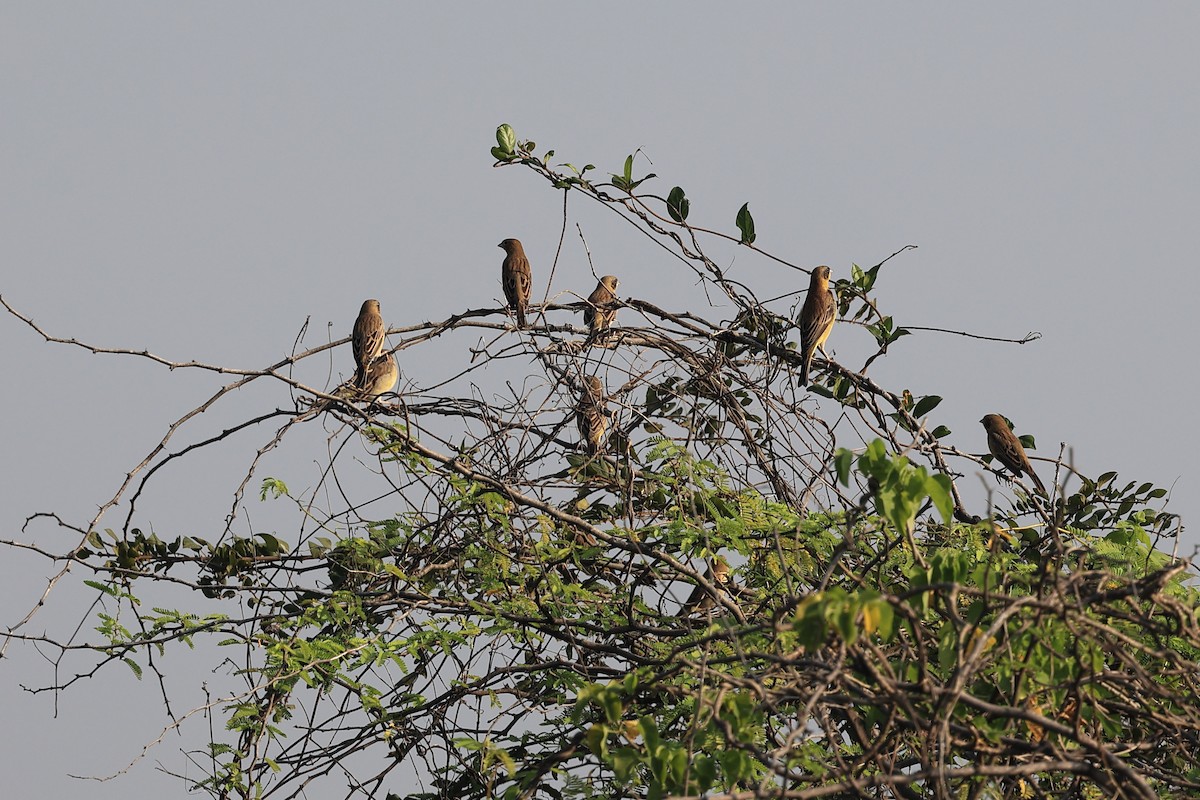 褐頭鵐 - ML646442026