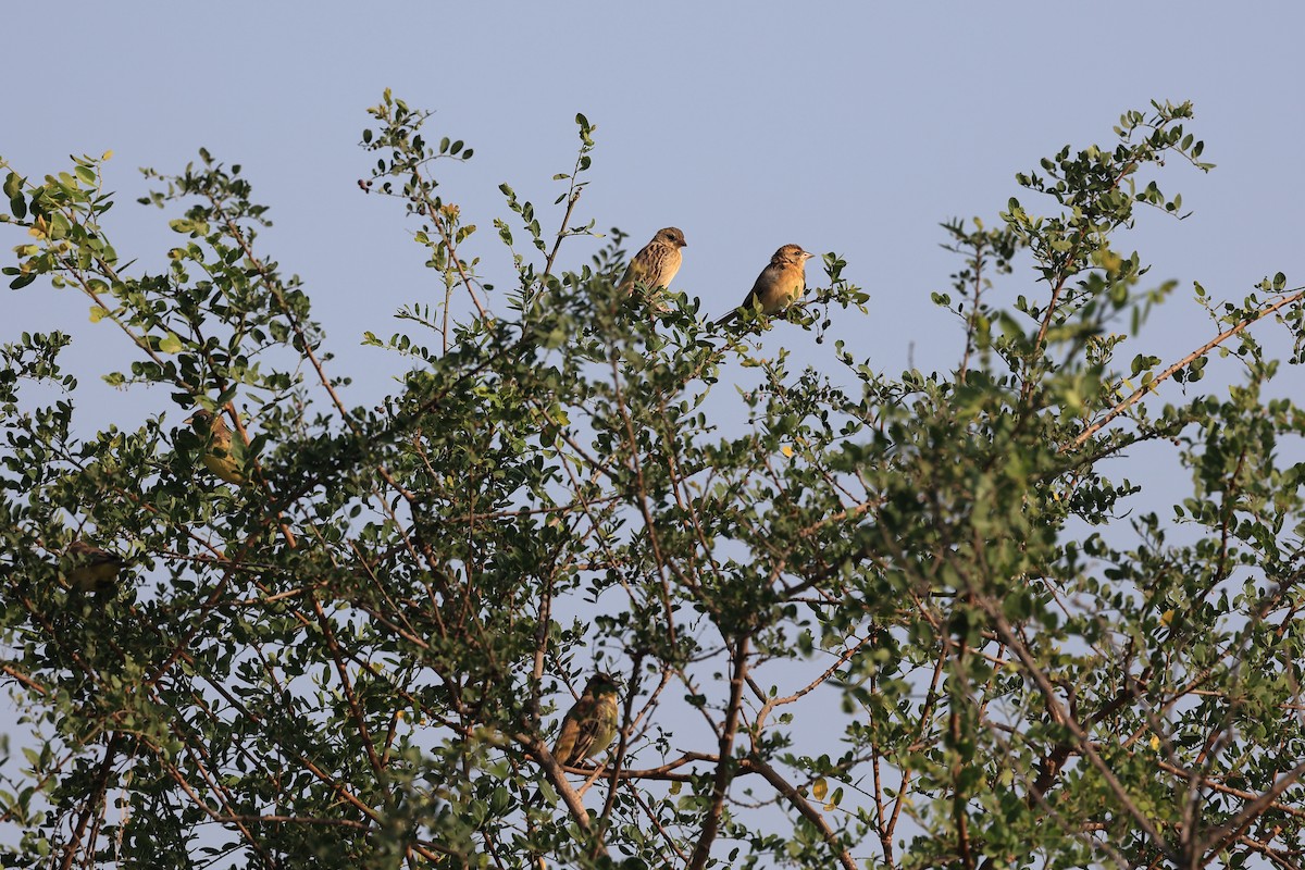 褐頭鵐 - ML646442027