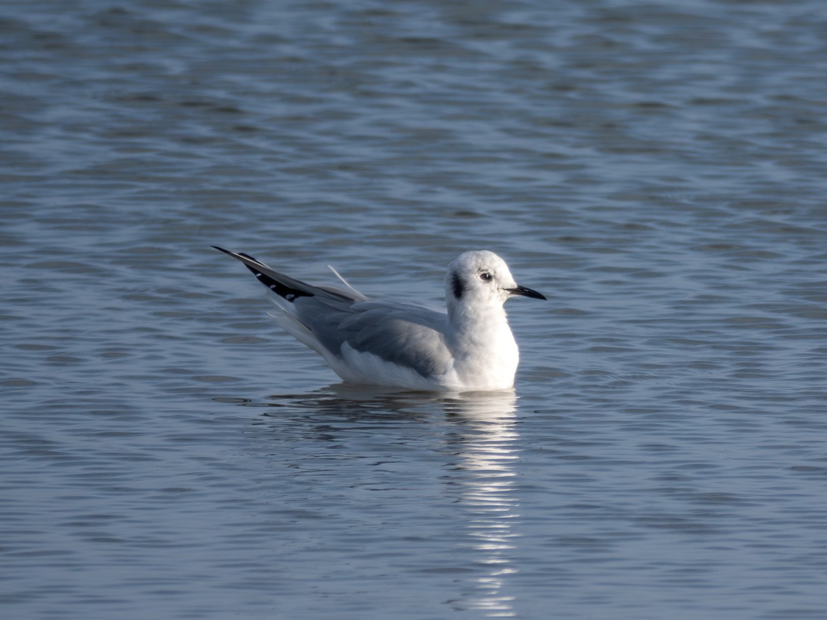 Bonaparte's Gull - ML646442028
