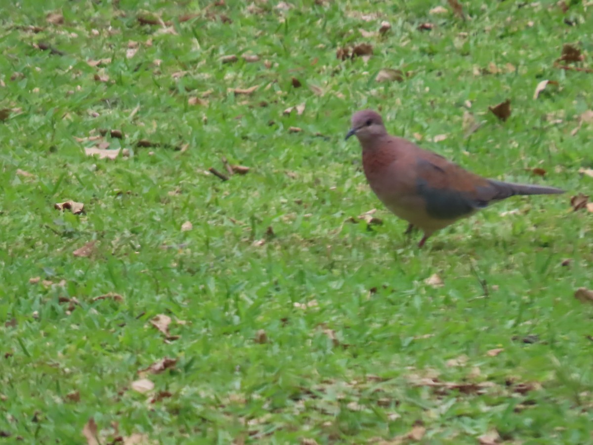 Küçük Kumru - ML646442029