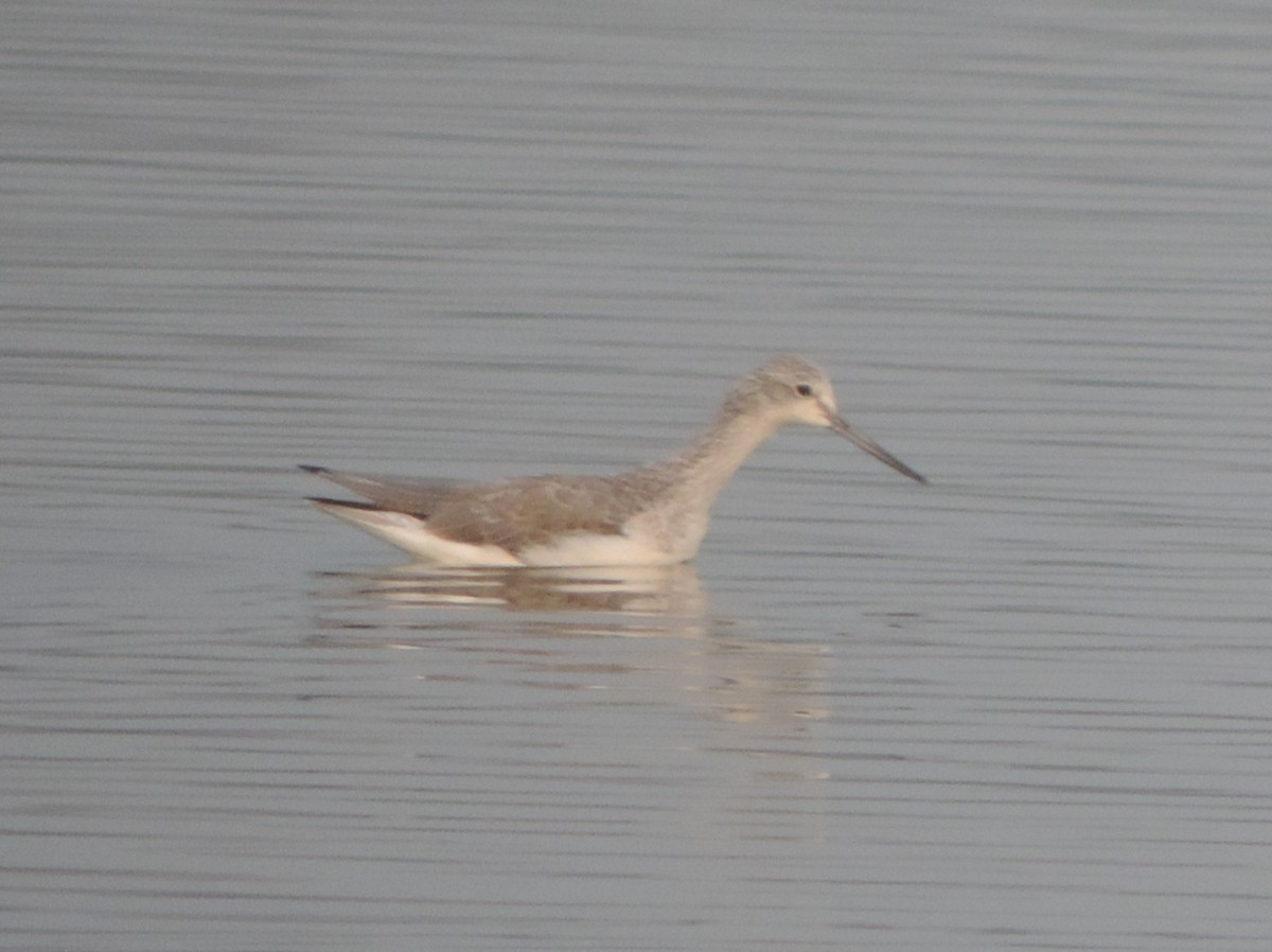 コアオアシシギ - ML646442030