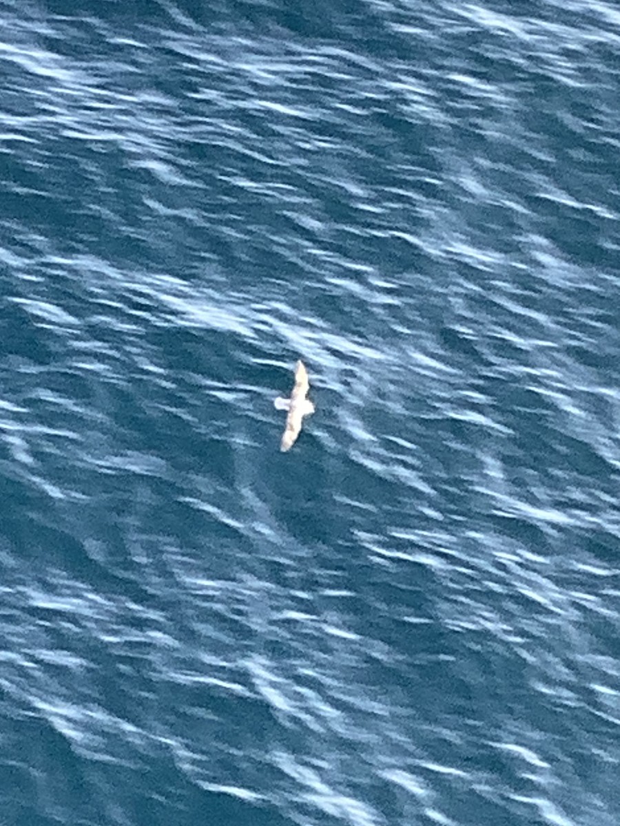 暴風鸌 - ML646442031