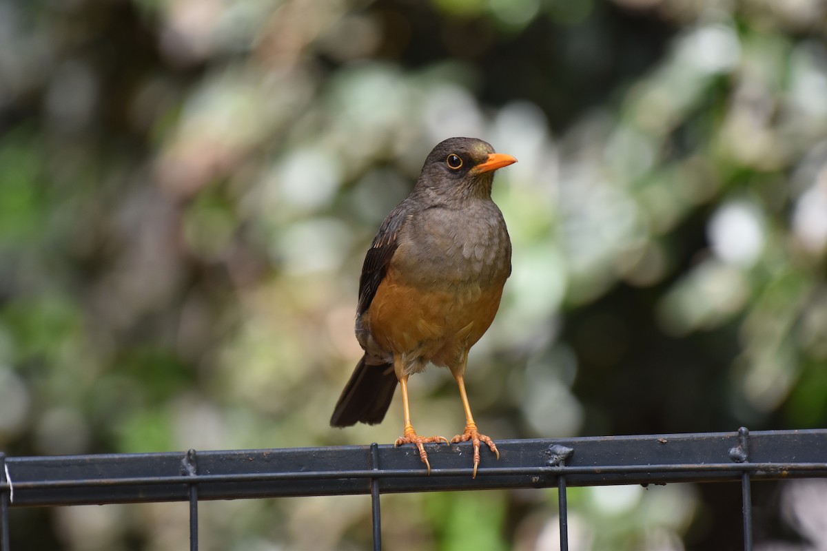 Abyssinian Thrush - ML646442032