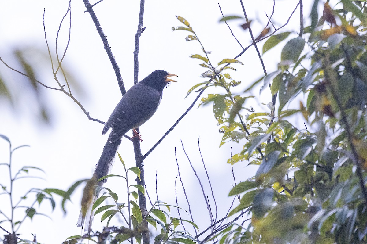 Yellow-billed Blue-Magpie - ML646442033