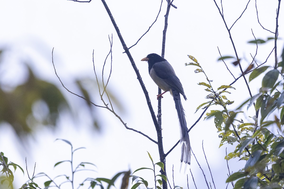 Yellow-billed Blue-Magpie - ML646442034