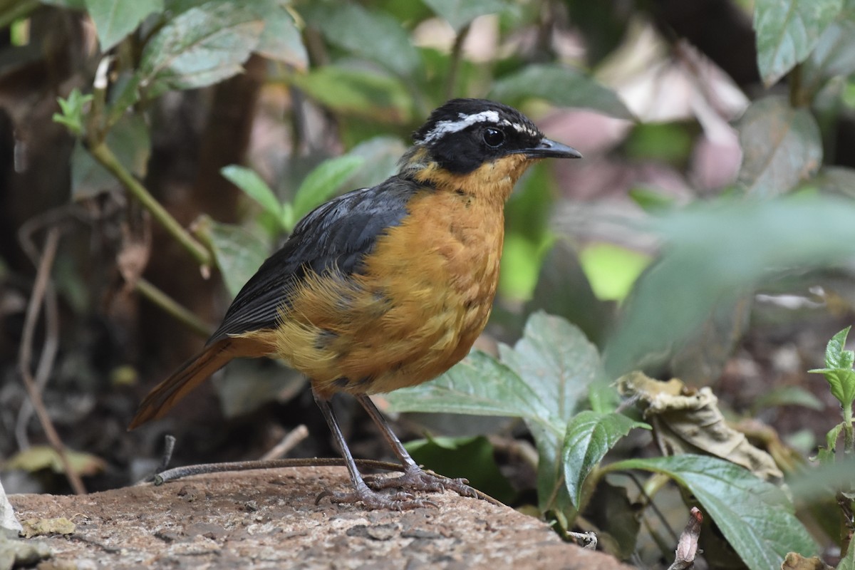 Rüppell's Robin-Chat - ML646442035