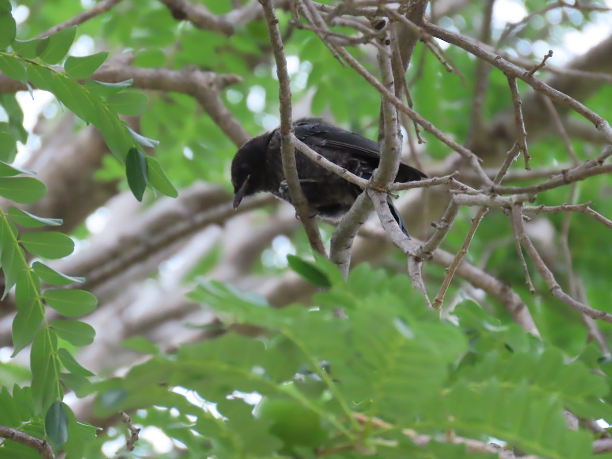 Çatal Kuyruklu Drongo - ML646442036